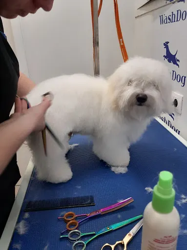 Wash Dog Kowale - fryzjer Twojego psa